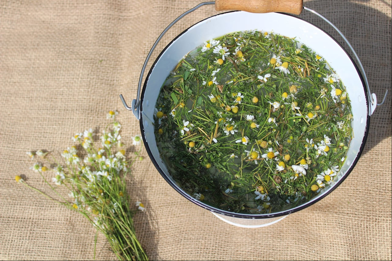 Las plantas necesitan cuidados especiales, ¿por qué no probar la infusión de manzanilla para revivirlas?