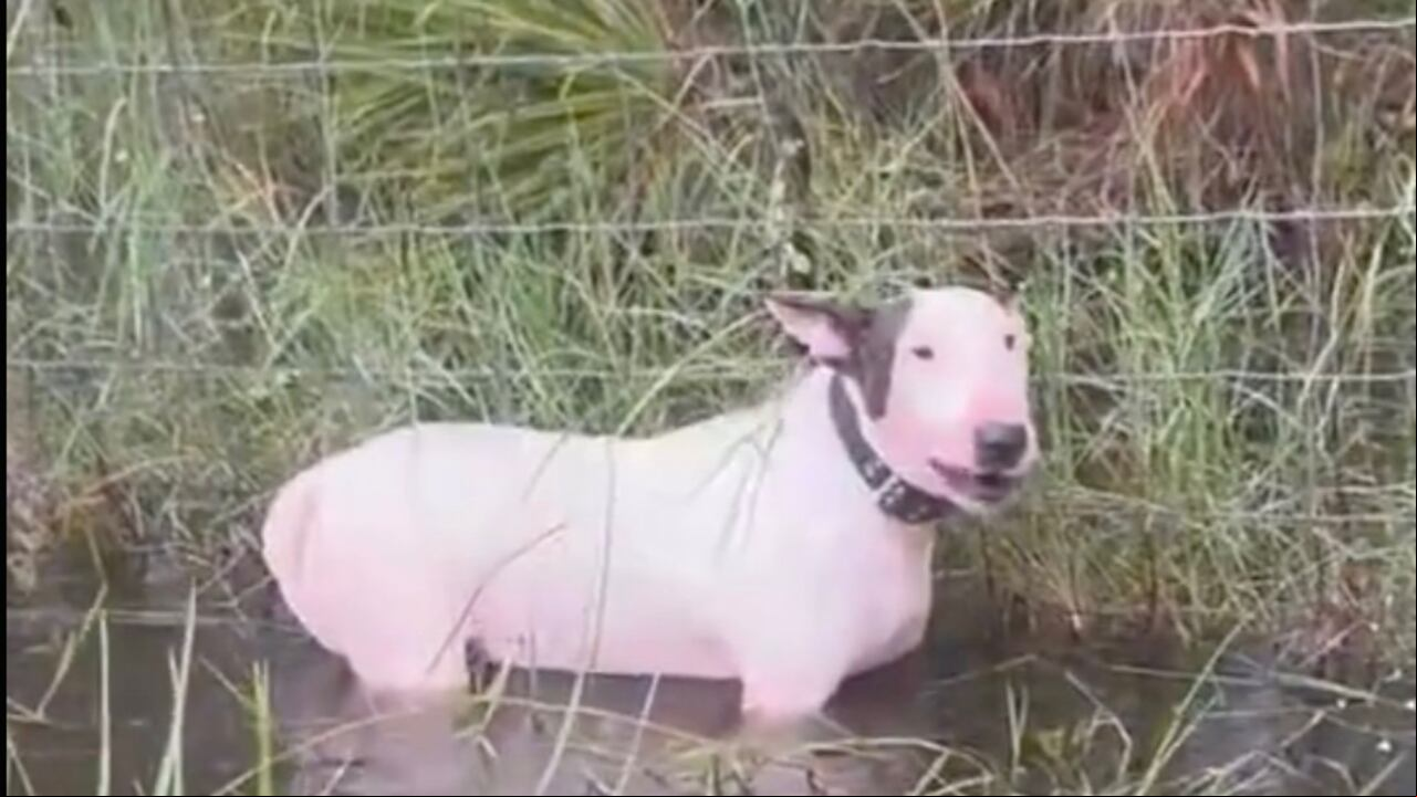 Perrito abandonado en el huracán Milton