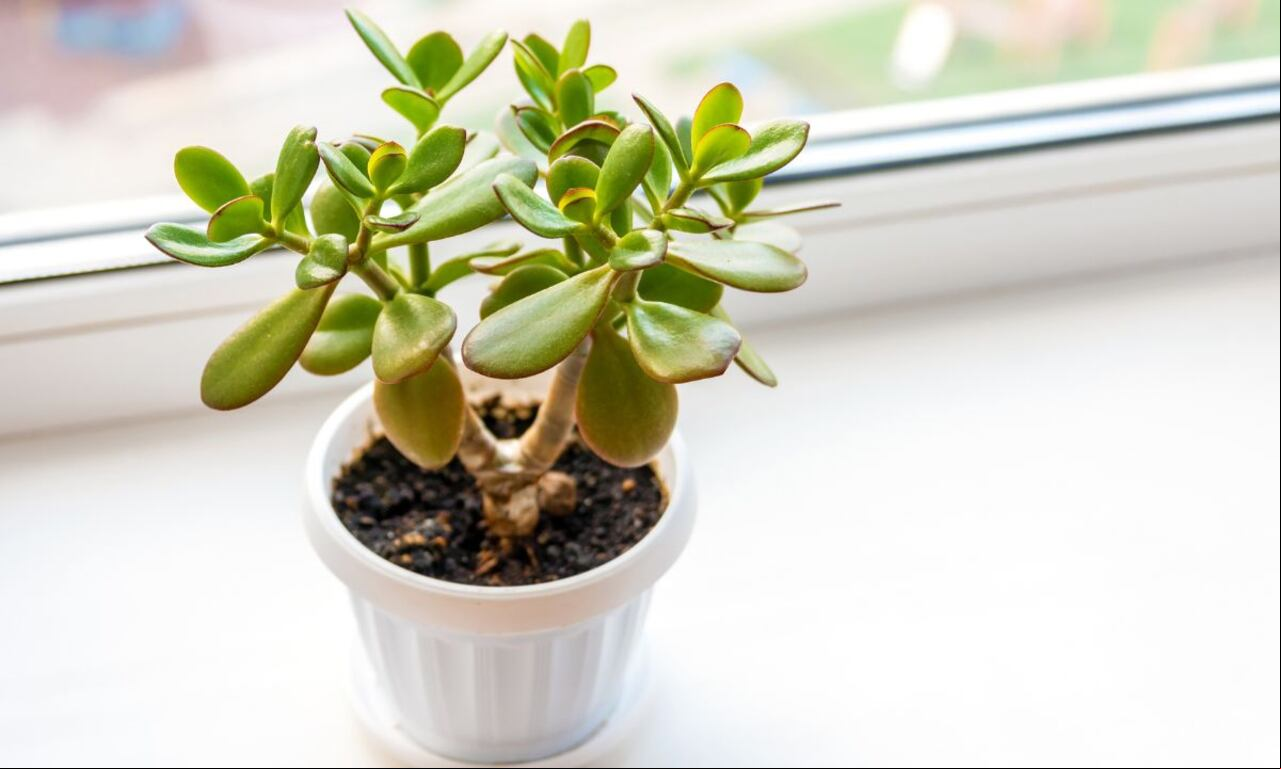 Abono para el árbol de jade.
