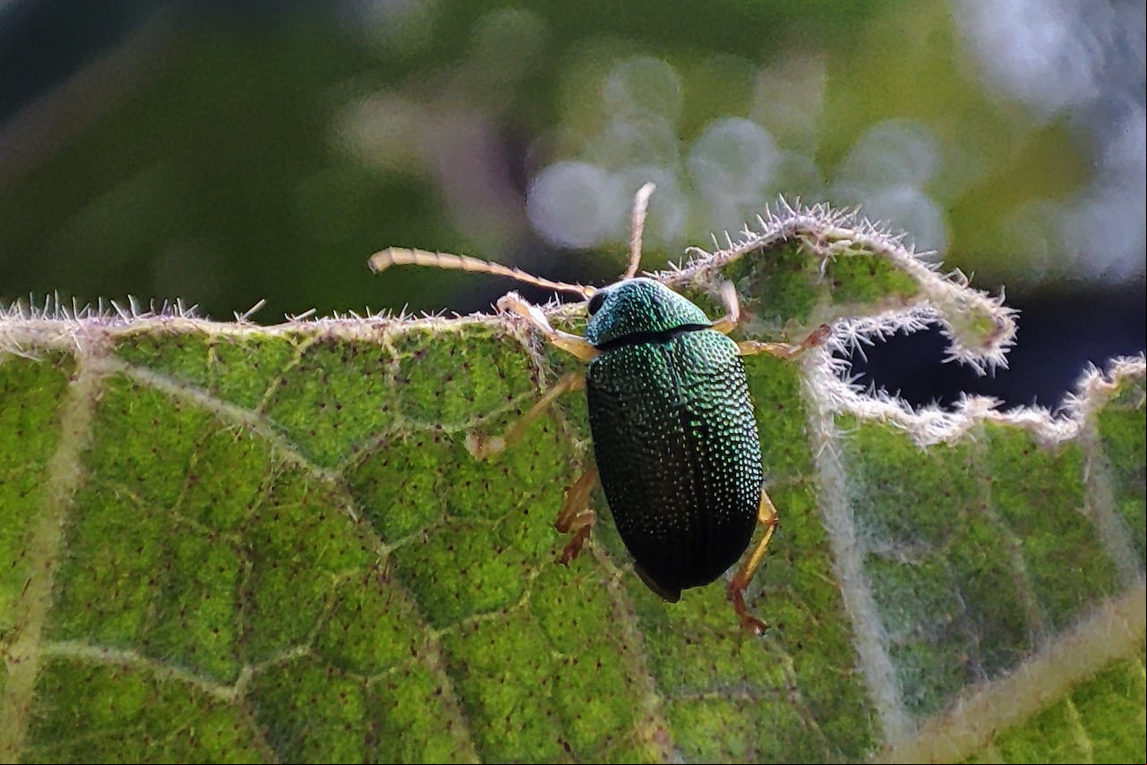Reportaje gráfico Cali. En el Centro de Educación Ambiental El Topacio, cercano a pueblo Pance y que está a cargo de la CVC, es un ecosistema ideal para la macrofotografía, estos son algunos de sus habitantes.