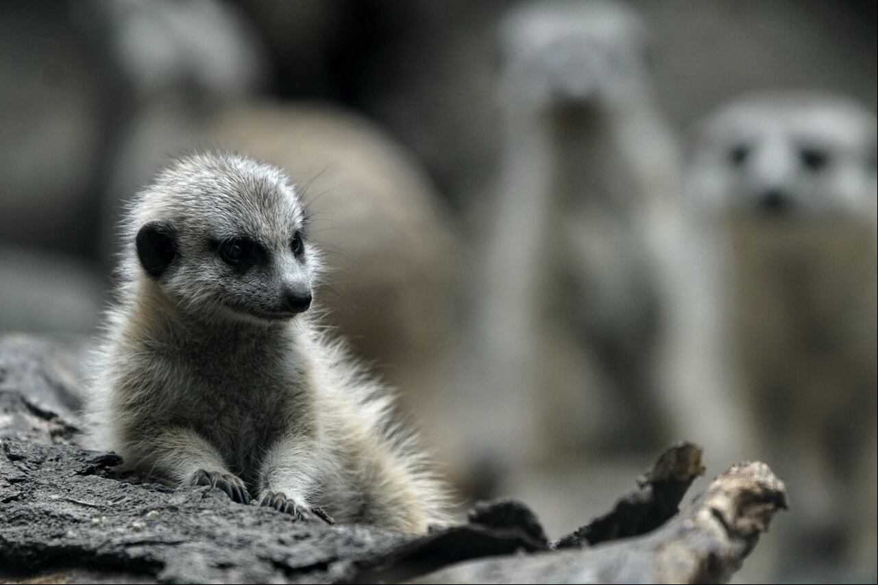 Nacen dos crías de suricatas en el Zoológico de Cali.