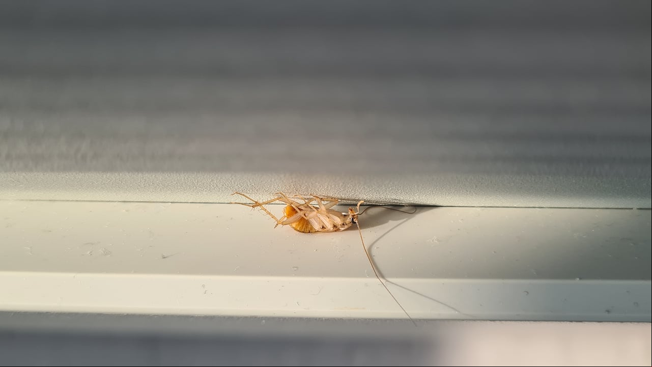 Observar una cucaracha blanca es la señal de que está en una transición de maduración.