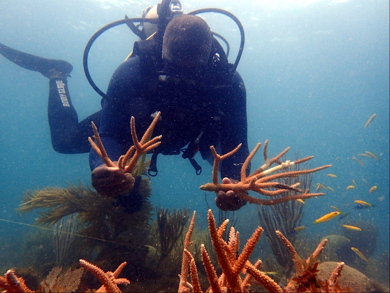 Una de las estrategias de conservación de arrecifes coralinos es el buceo responsable, una práctica que permite identificar posibles problemas de salud de estos ecosistemas.