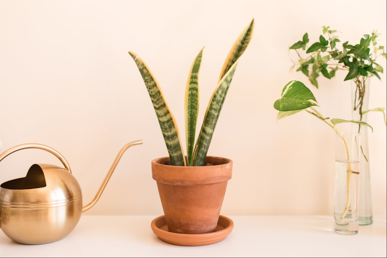 La lengua de suegra, una planta popular, no debería colocarse en determinados sitios del hogar, pues se cree que podría atraer mala suerte y tensiones.