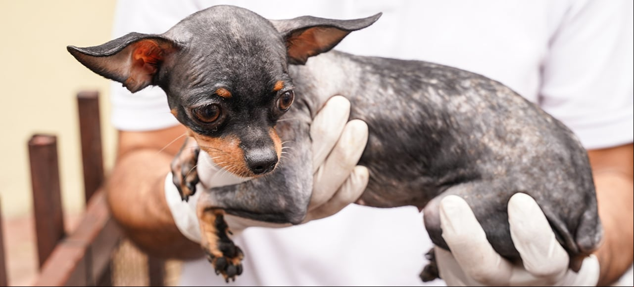 Este es uno de los diez perros rescatados en una vivienda al norte de Cali.