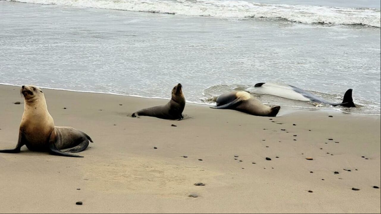 Además de las muertes que se han registrado por el envenenamiento por gas ácido domoico, los animales se están volviendo agresivos.