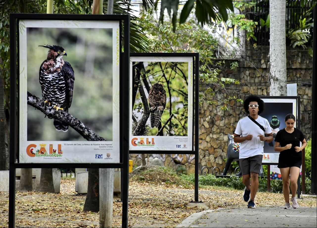 Cali se apresta para la Feria de Pájaros 2025. Exposición de fotografía de aves como abrebocas al Brid Fair 2025. foto Raúl Palacios.