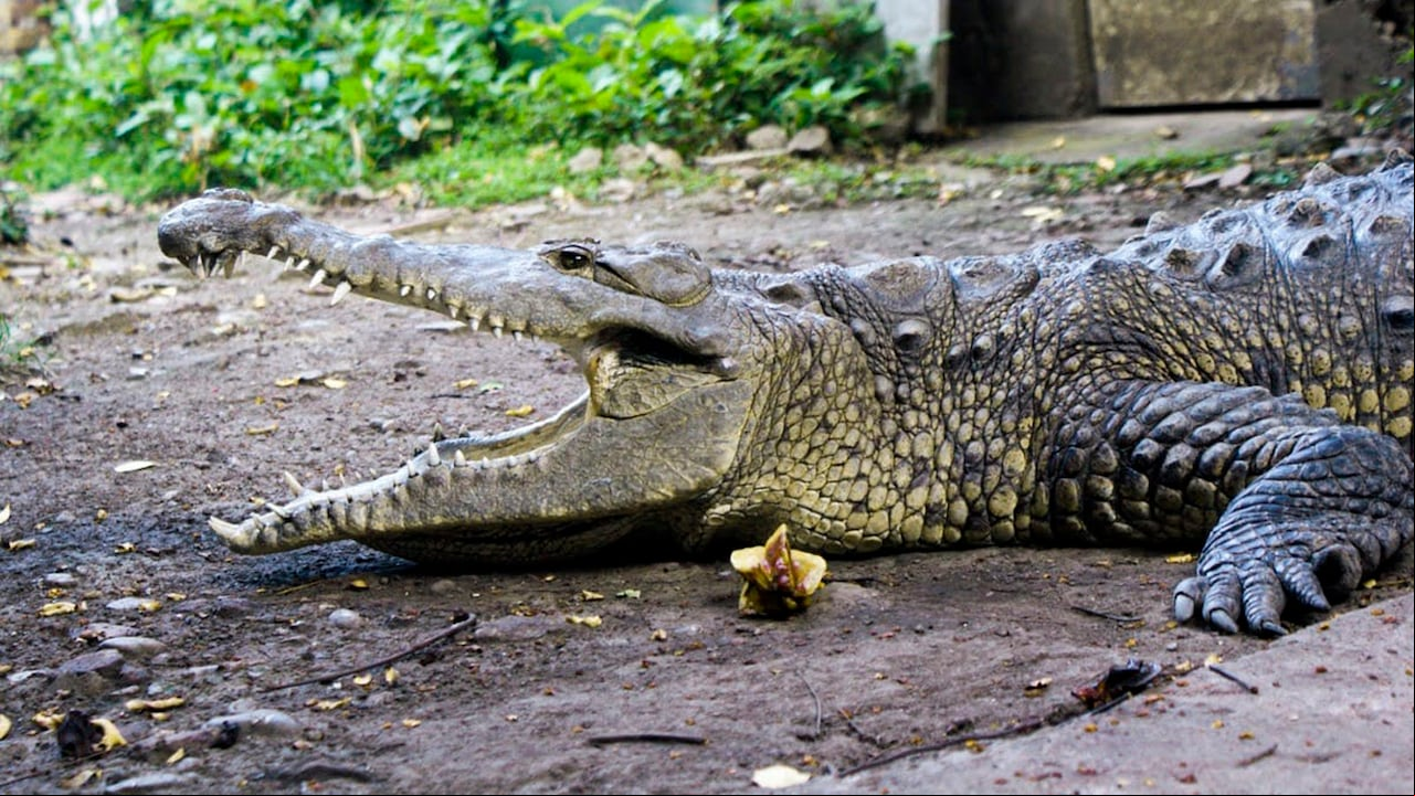 La cocodrilo vivió 54 años en un taller de metalmecánica en Palmira.