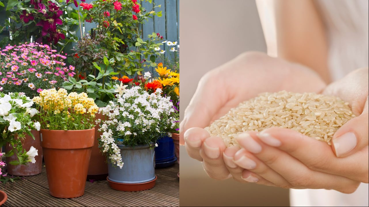 Así se puede usar el arroz como abono casero para las plantas
