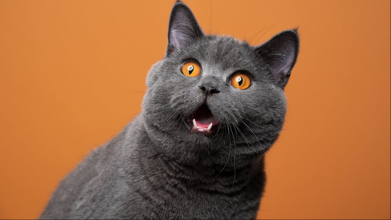 Gato