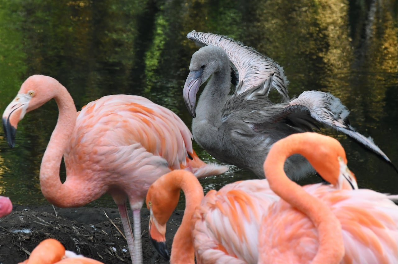 CAli: " Baby Boom en el Zoológico de Cali. Los nacimientos de nuevas crías de diferentes especias son el centro de atención para los visitantes en estos días en el zoológico de Cali. Foto José L Guzmán. El País