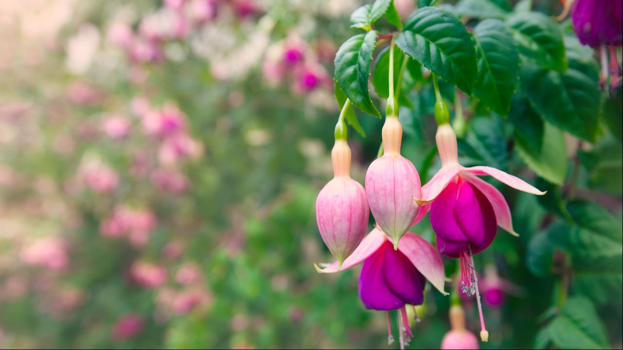 Entre los amantes de la jardinería, la planta pendiente de la reina es una favorita indiscutible, con su capacidad para iluminar cualquier espacio con sus flores colgantes. Sin embargo, aquellos que la cultivan saben que su cuidado va más allá de la mera iración.