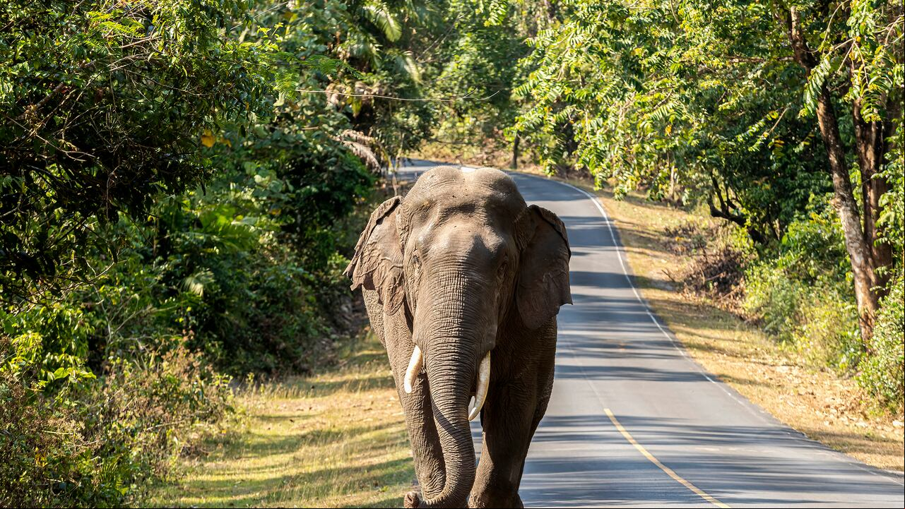 elefante asiático