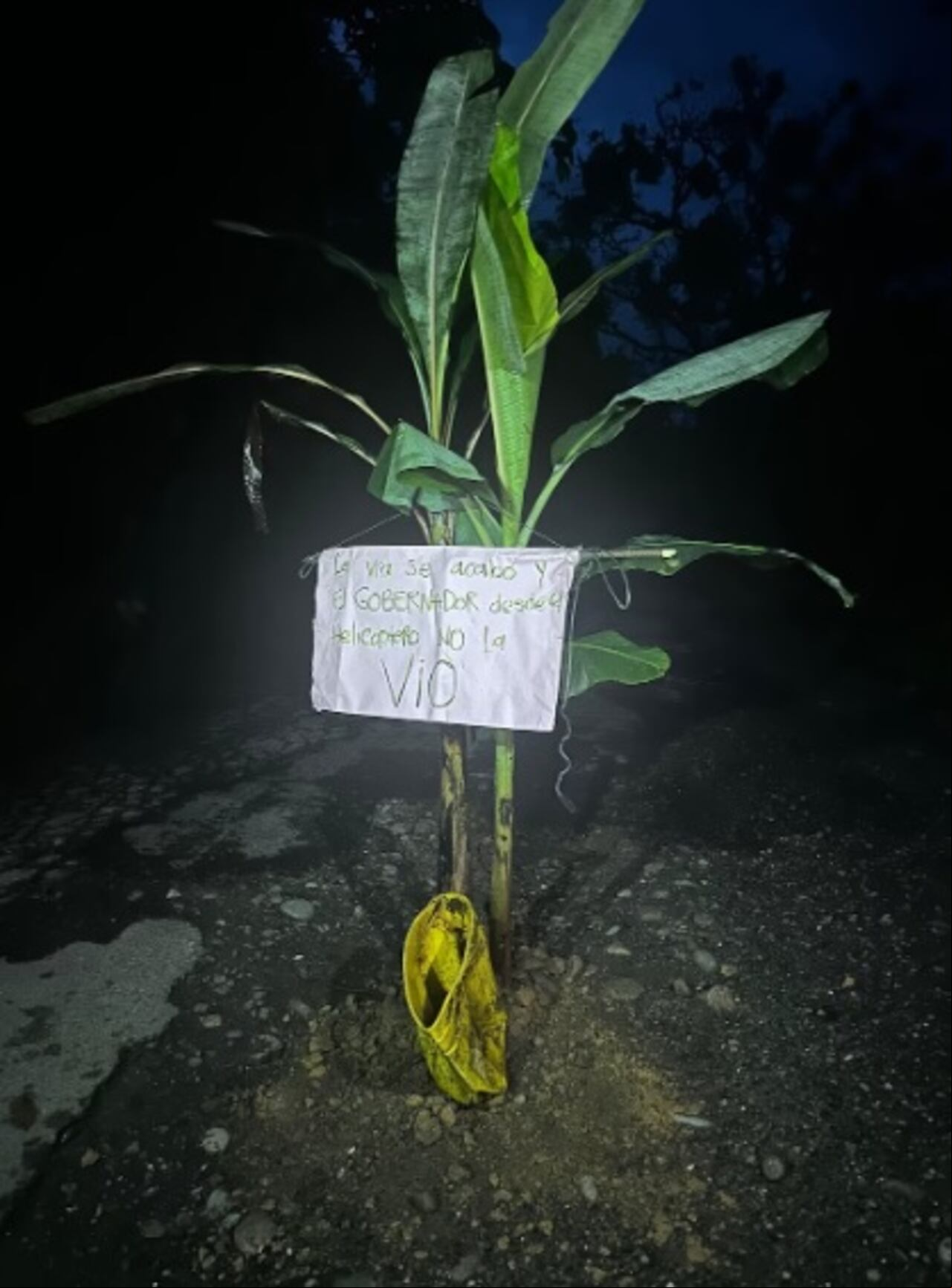 Sembrar las plantas es una manera pacífica de protestar.