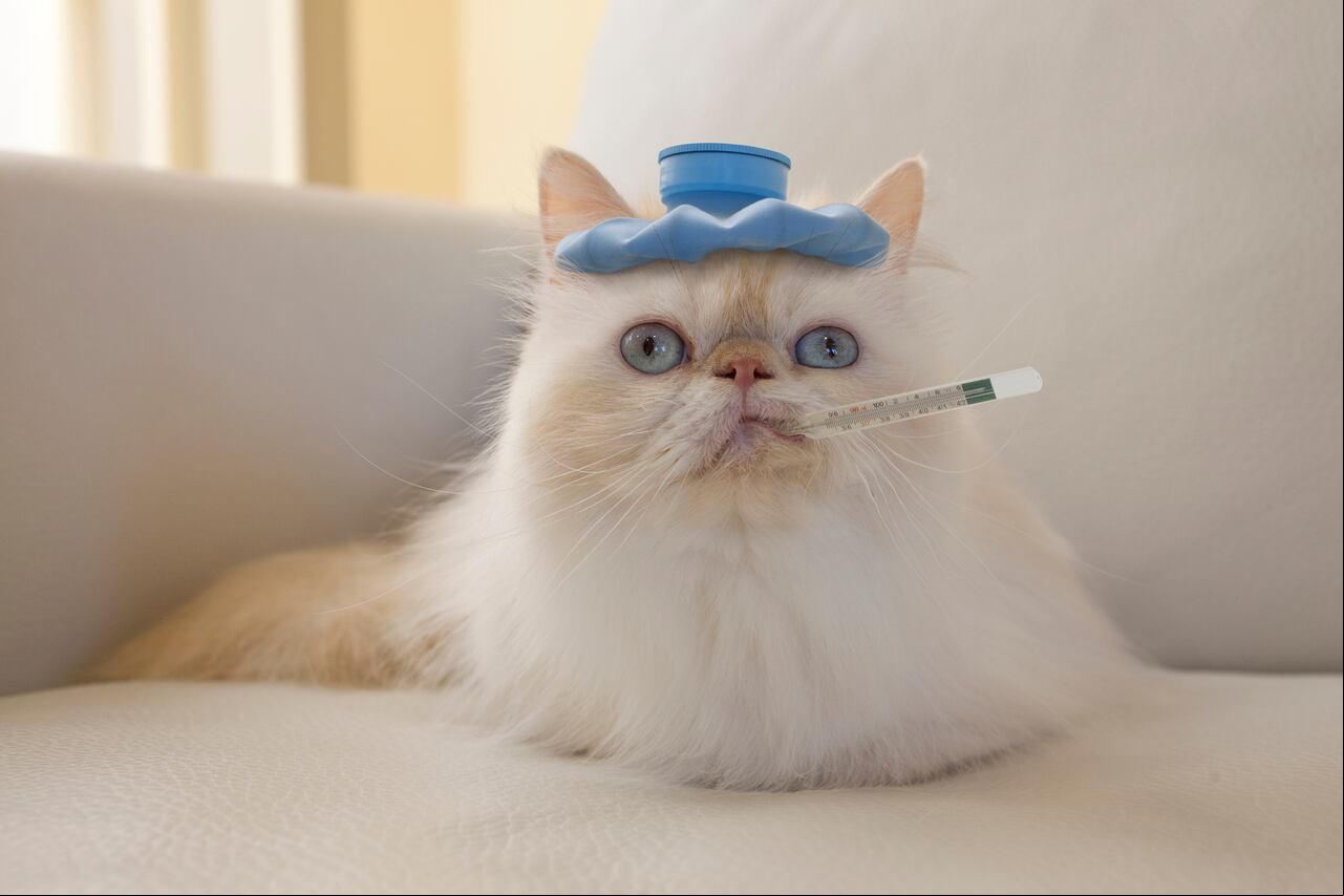 Misterioso malestar felino: Sepa cómo identificar si su gato tiene fiebre y actúe a tiempo para brindarle la atención que necesita.