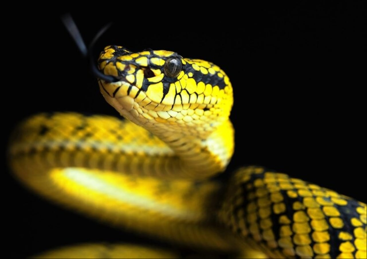 Anaconda Amarilla (Eunectes Notaeus), una serpiente acuática que habita en los ríos y pantanos del Amazonas.