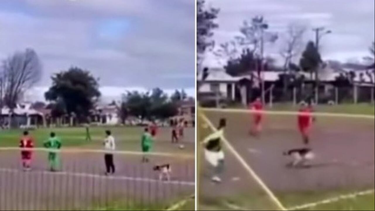 'Firulais' anotó un gol | Foto: Captura de pantalla video - El País