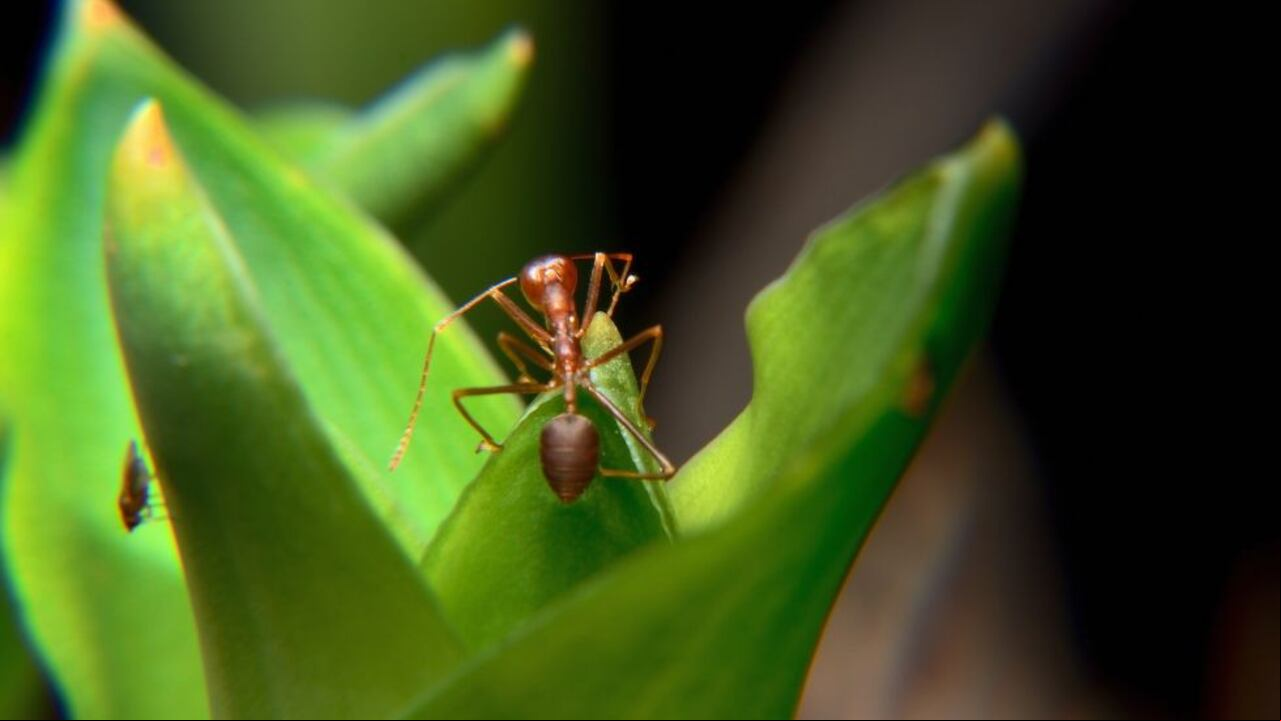 Hormigas