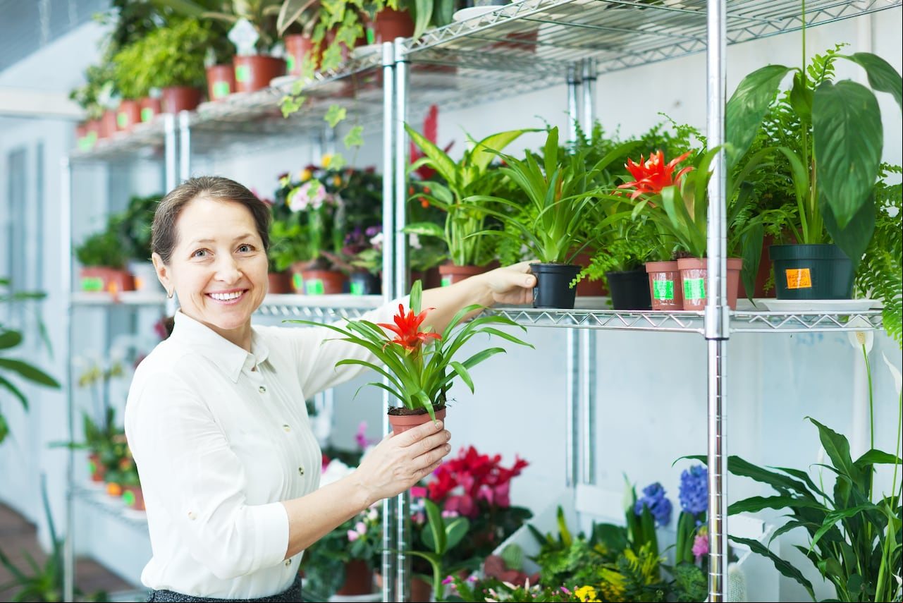 Bromelia