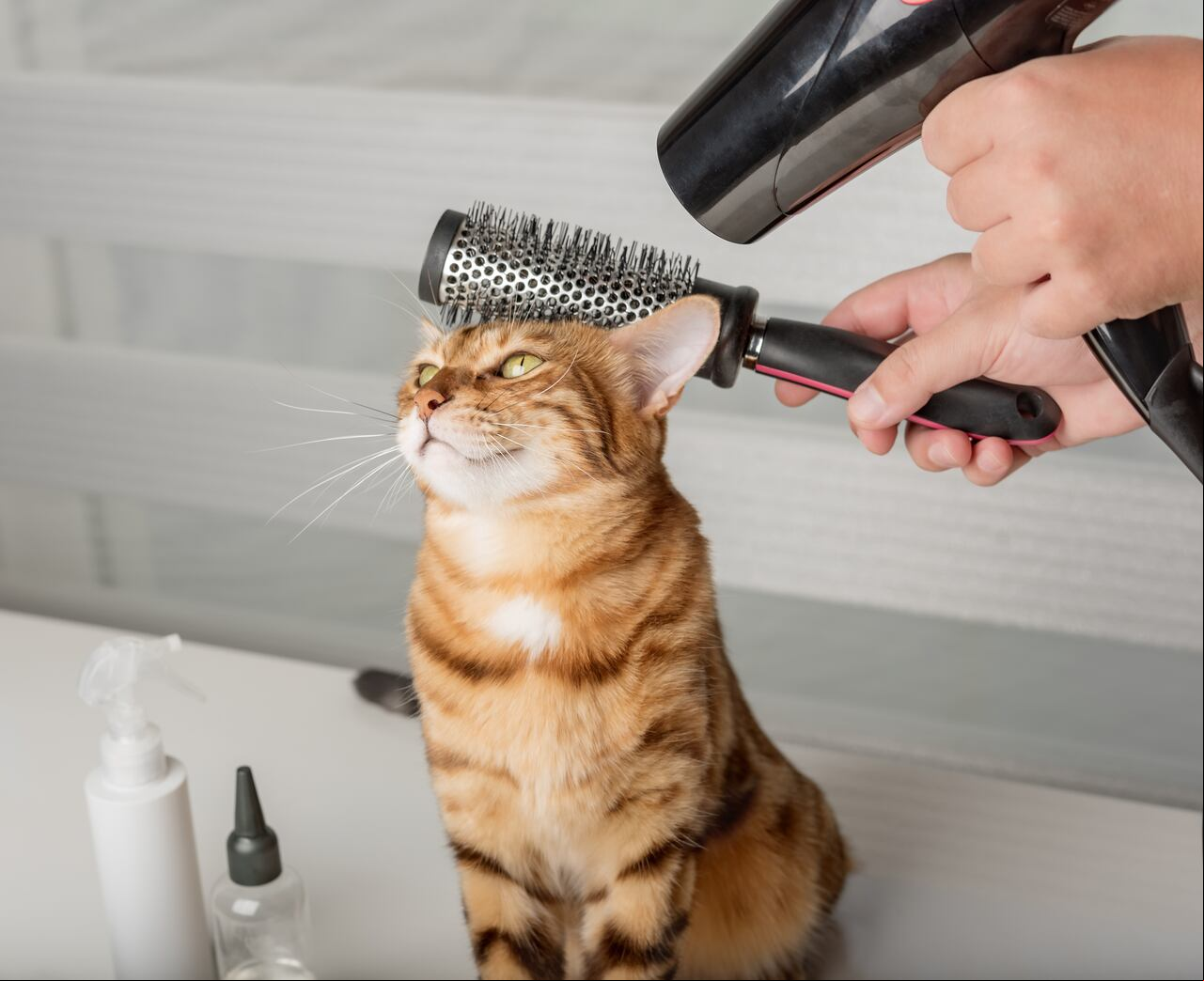 Existen pasos básicos para bañar a un gato.
