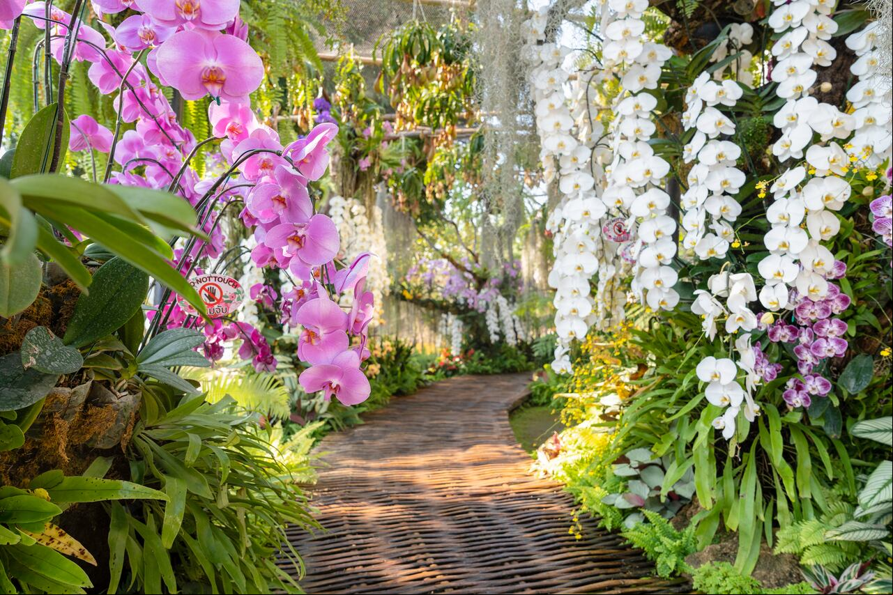 Orchid flowers in an orchid garden on a winter or spring day.