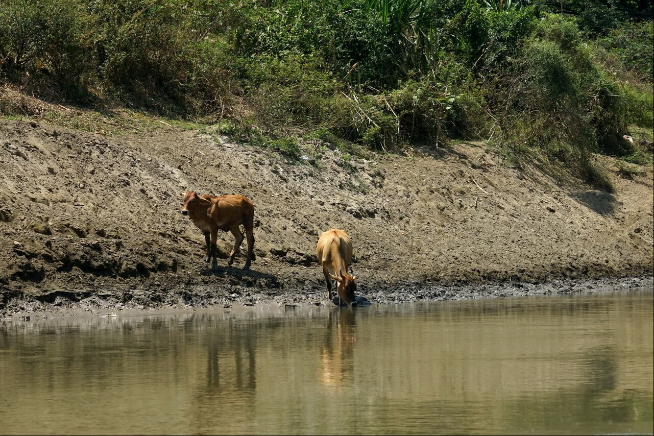 El rio Cauca, principal rio del Valle del Cauca y de donde Cali toma el agua para el consumo sufre gran contaminación al pasar por la ciudad. 30 agosto de 2024. Foto Jorge Orozco / El País.