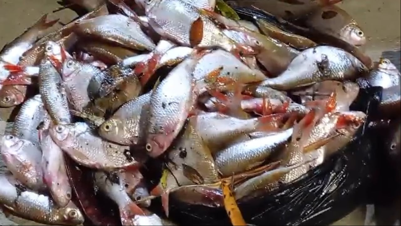 La comunidad de Puerto Tejada, Cauca, piden a las autoridades investiguen qué sustancias vertidas en los ríos Desbaratados y Palo está matando a los peces.