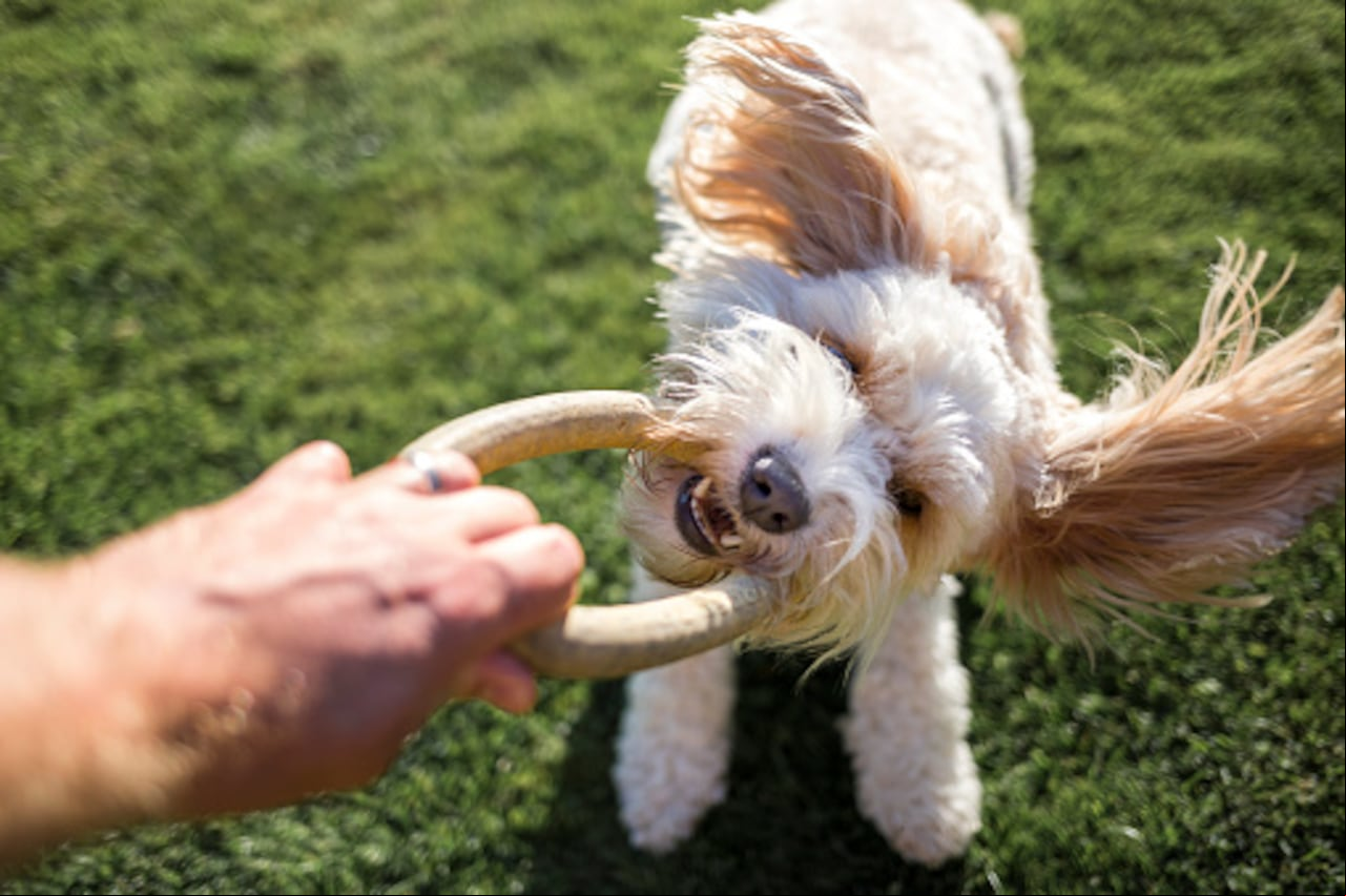 Comportamientos de perros