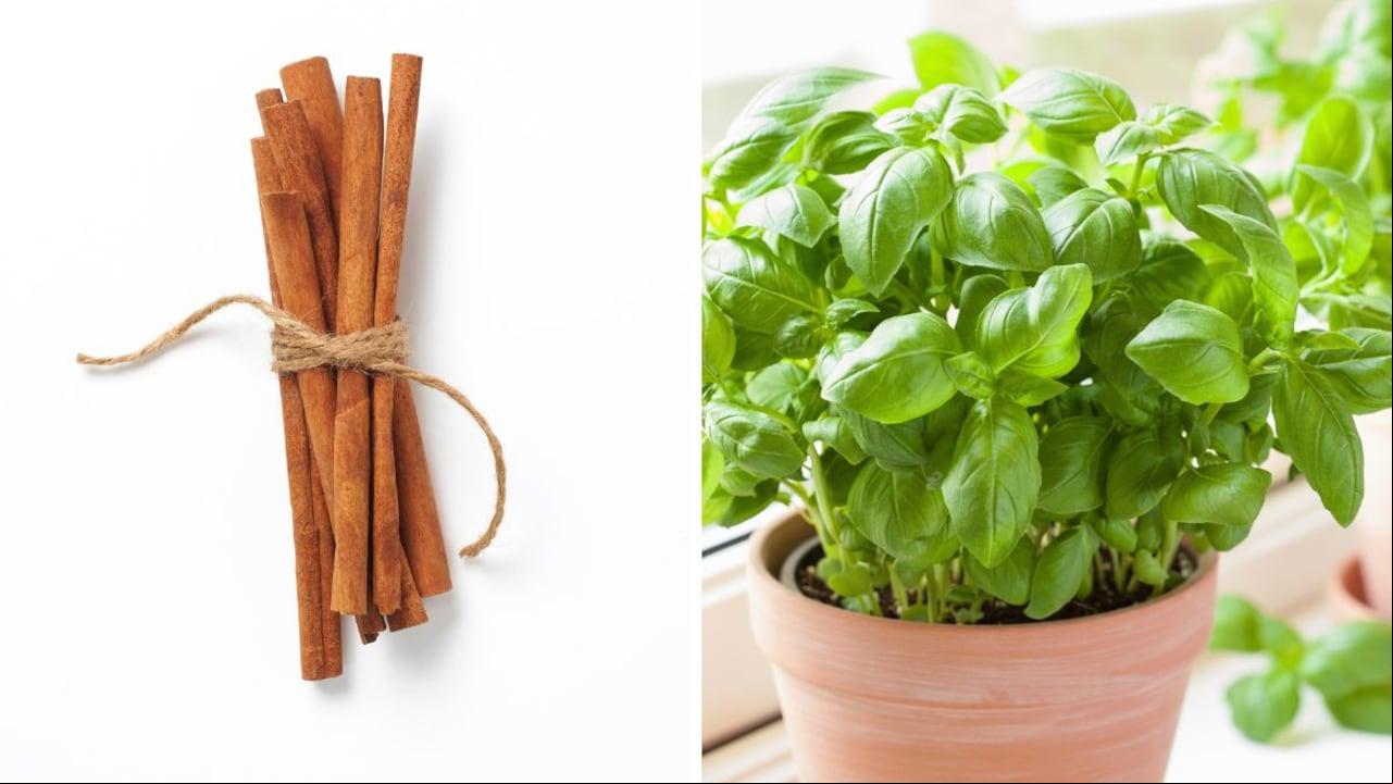Canela para poner en las plantas.