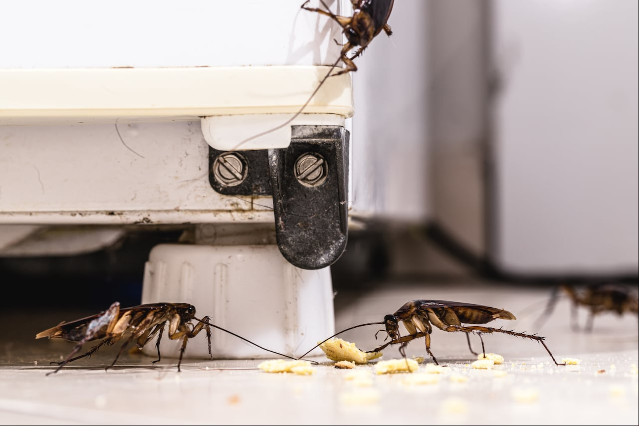 Cucaracha