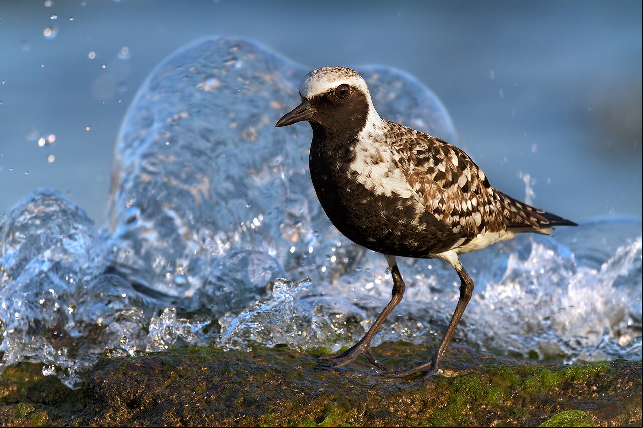 Chorlito Gris (Pluvialis Squatarola), captado por Mario Suárez en Asturias, España. Ganó Mención de Honor en Bird Photographer of the Year.