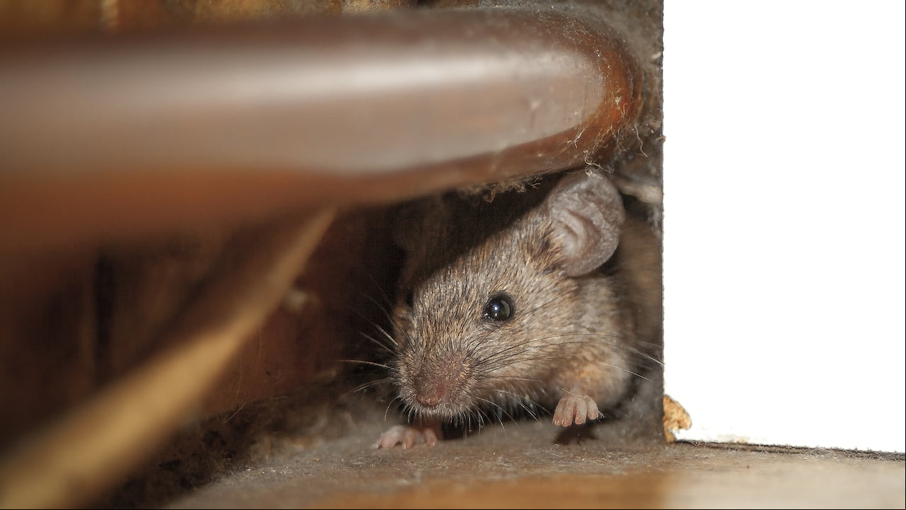 Ratón