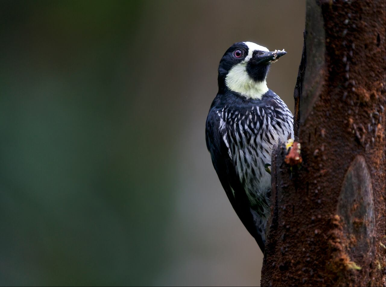 Feria Internacional de Aves, Colombia Birdfair - CBF 2025.