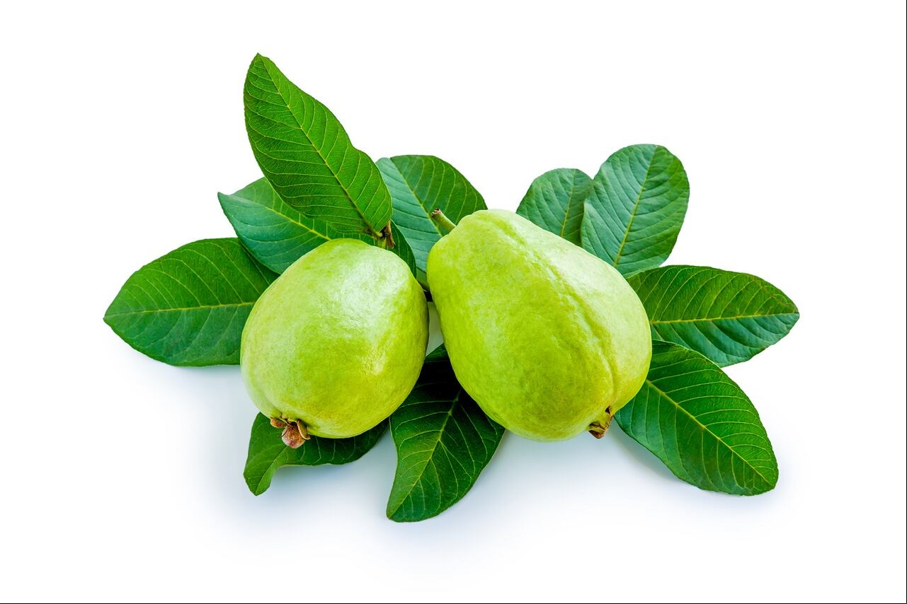 Hojas de guayaba