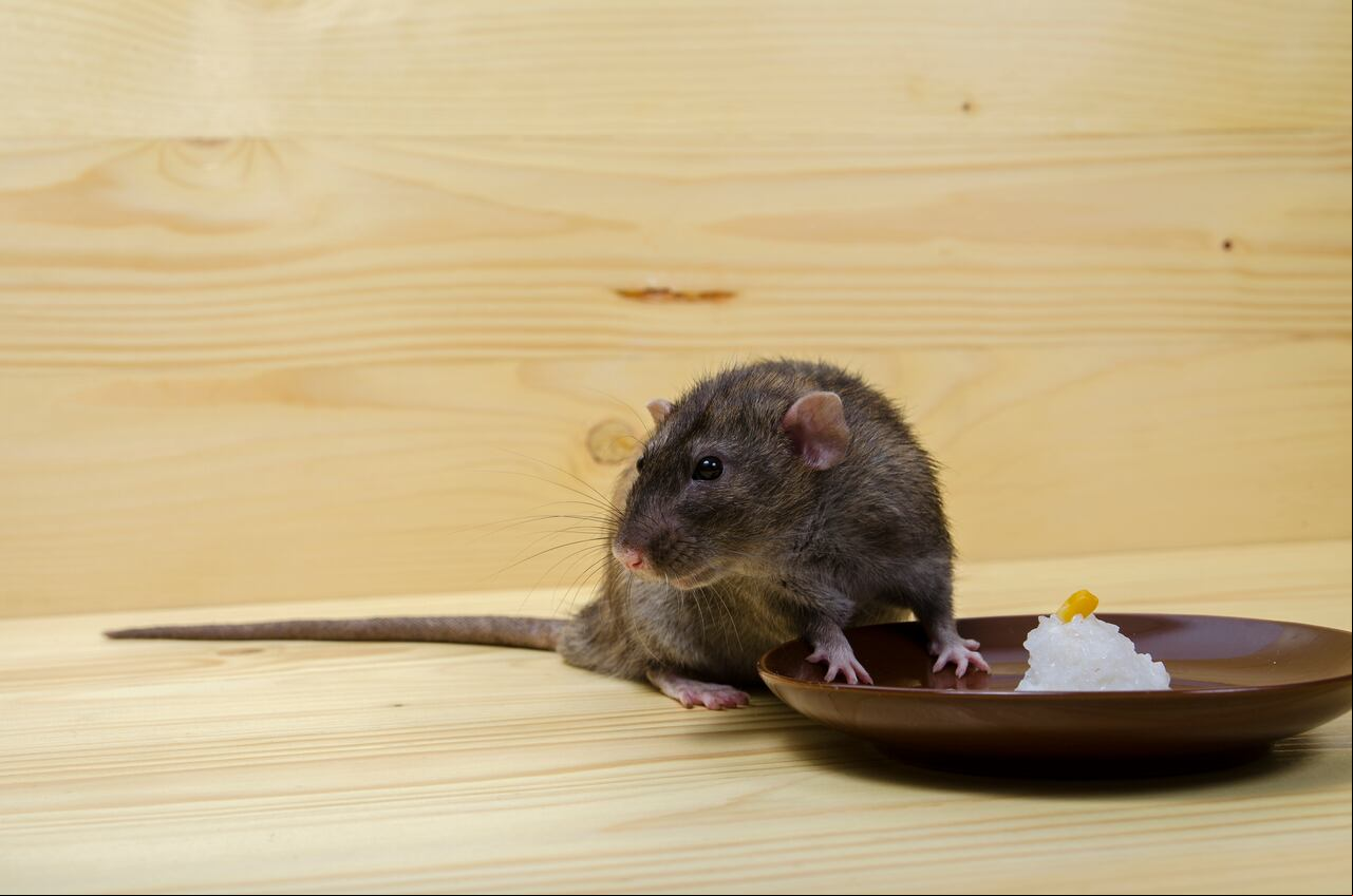Ratas