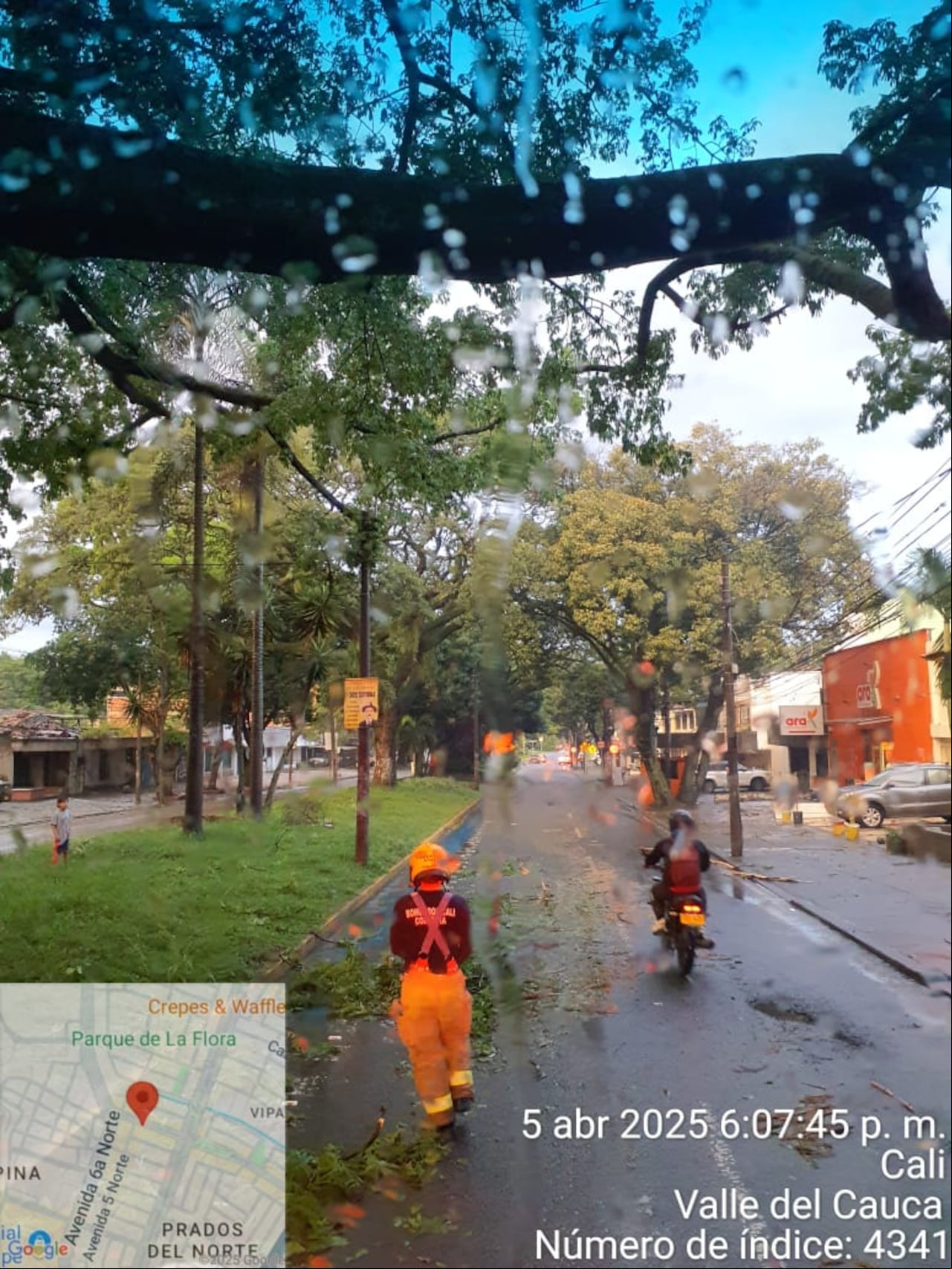 La caída de árboles, es uno de los problemas que más se presenta durante la temporada invernal en la ciudad. Foto: Bomberos Cali.