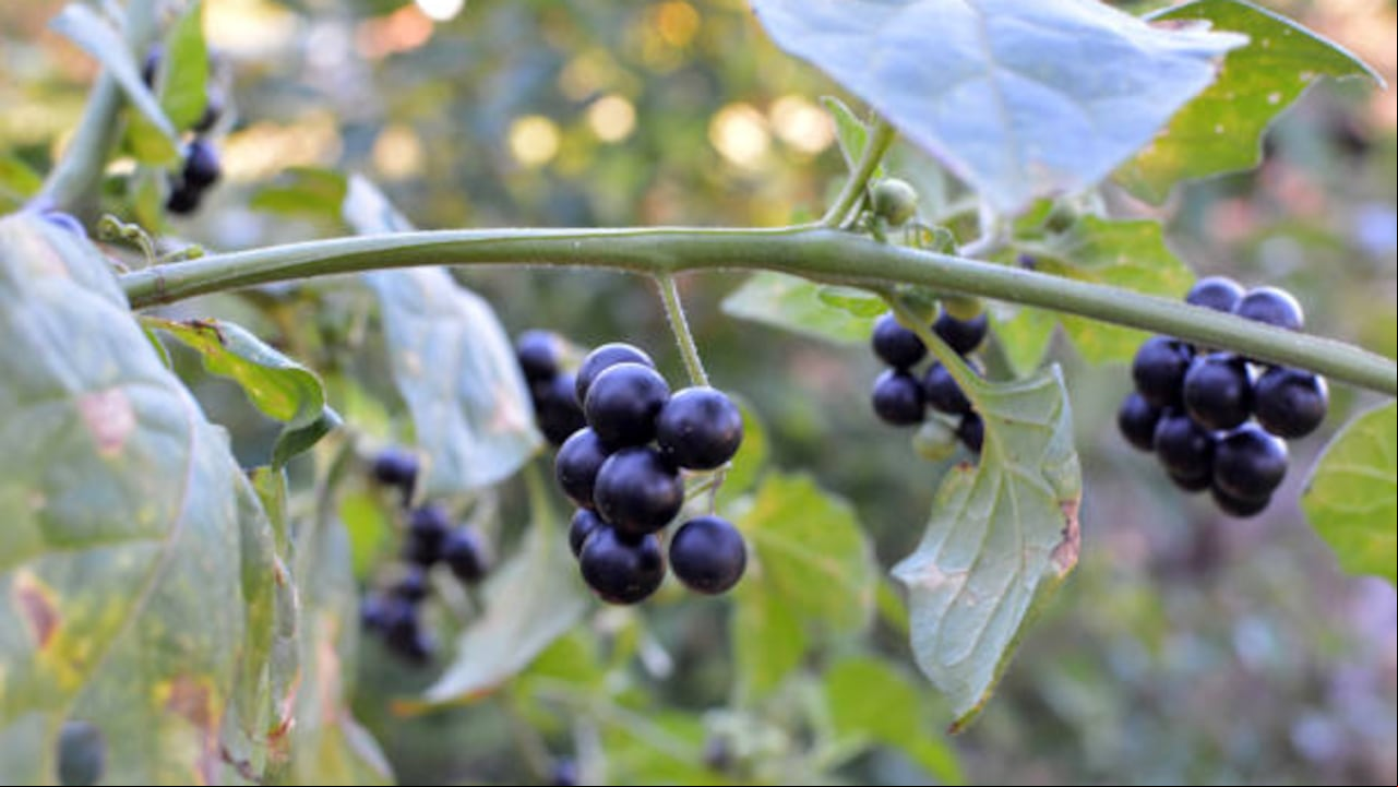 Hierba mora (solanum nigrum).