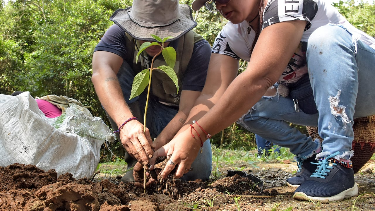 El Ejército Nacional y La Secretaria de medio ambiente lanzaron la Campaña "Colombia Siembra Vida, Unidos por un País".
En el Ecoparque Mágico Pance y donde se sembrarón 2.500 árboles.
Estos 2 entes gubernamentales se unieron para sembrar la mayor cantidad de árboles en un minuto y
de manera sincronizada en todas las ciudades donde se van a sembrar.
El propósito es reforestar a Colombia y contribuir al medio ambiente, en conmemoración al Día del árbol.
En el Valle del Cauca se sembrarán más de 15mil árboles.