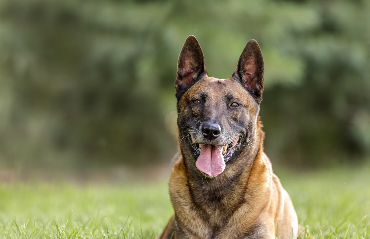 Pastor Belga Malinois
