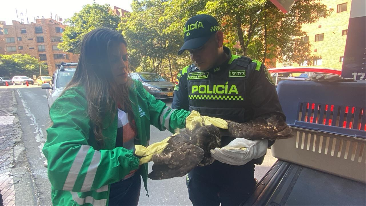 El búho fue rescatado por un grupo de Carabineros.
