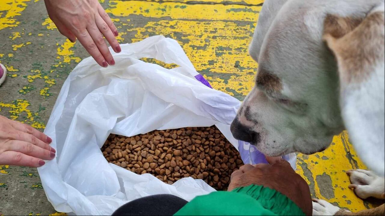 Muchos de los perros que deambulan por las calles en Bogotá fueron abandonados.