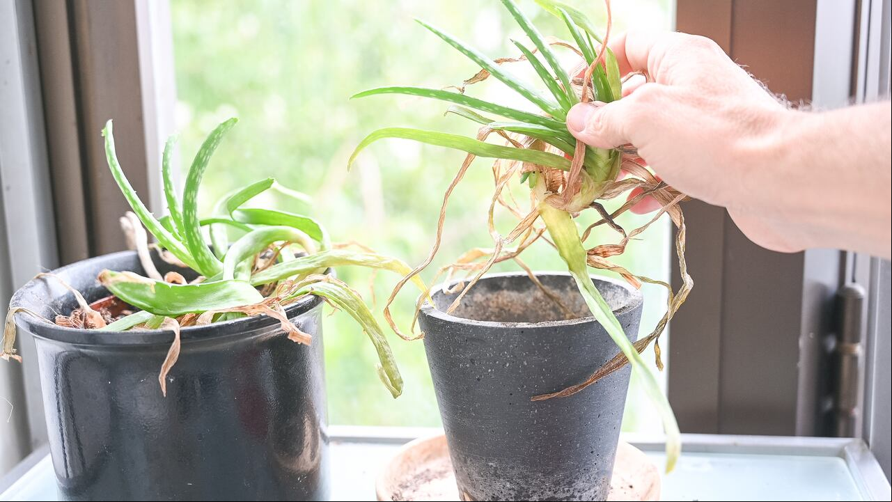 Reproducir una planta de aloe vera requiere el uso de técnicas específicas que garantizan el desarrollo saludable de nuevos ejemplares.