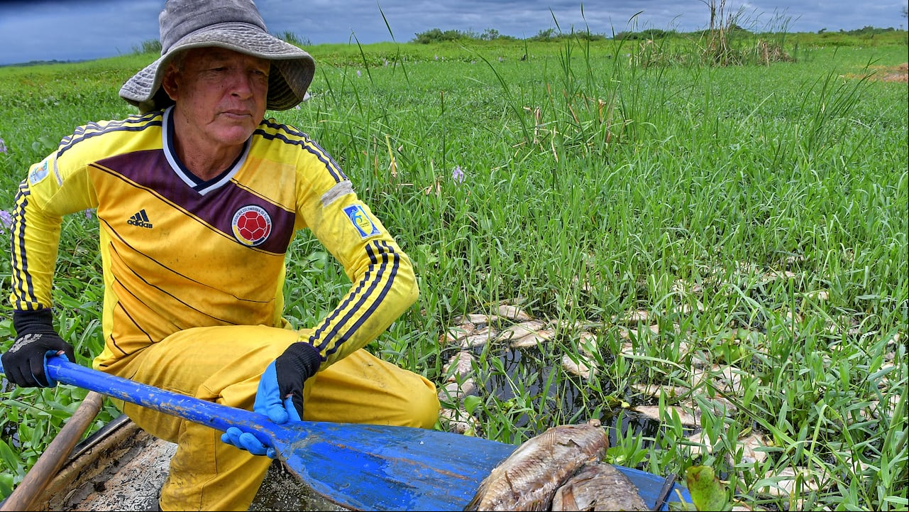 Alerta en Yotoco: Muerte masiva de peces en la Laguna de Sonso Un desolador panorama ha impactado a los habitantes de Yotoco, donde recientemente se ha reportado la muerte de miles de peces en la Laguna de Sonso.