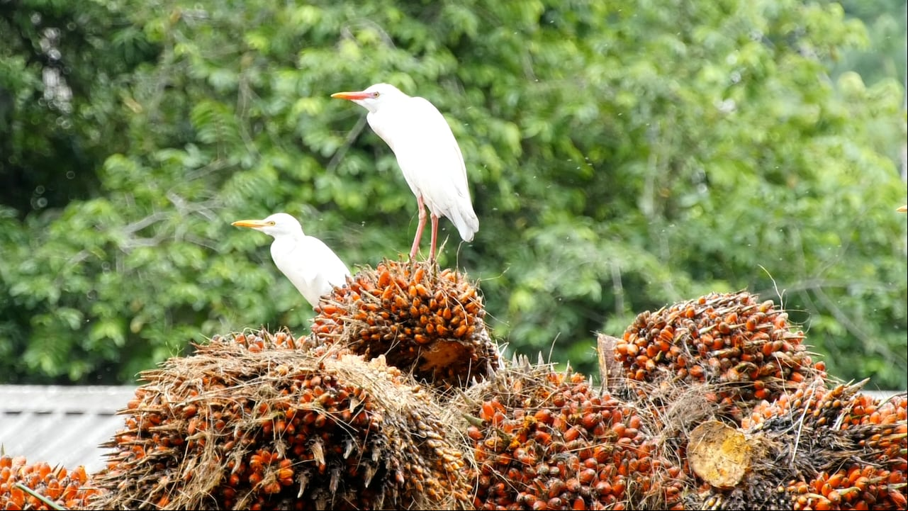 La zona más pequeña en cultivo de palma de aceite en Colombia es Tumaco, sin embargo allí se hace un gran trabajo agrícola y social alrededor de este cultivo.