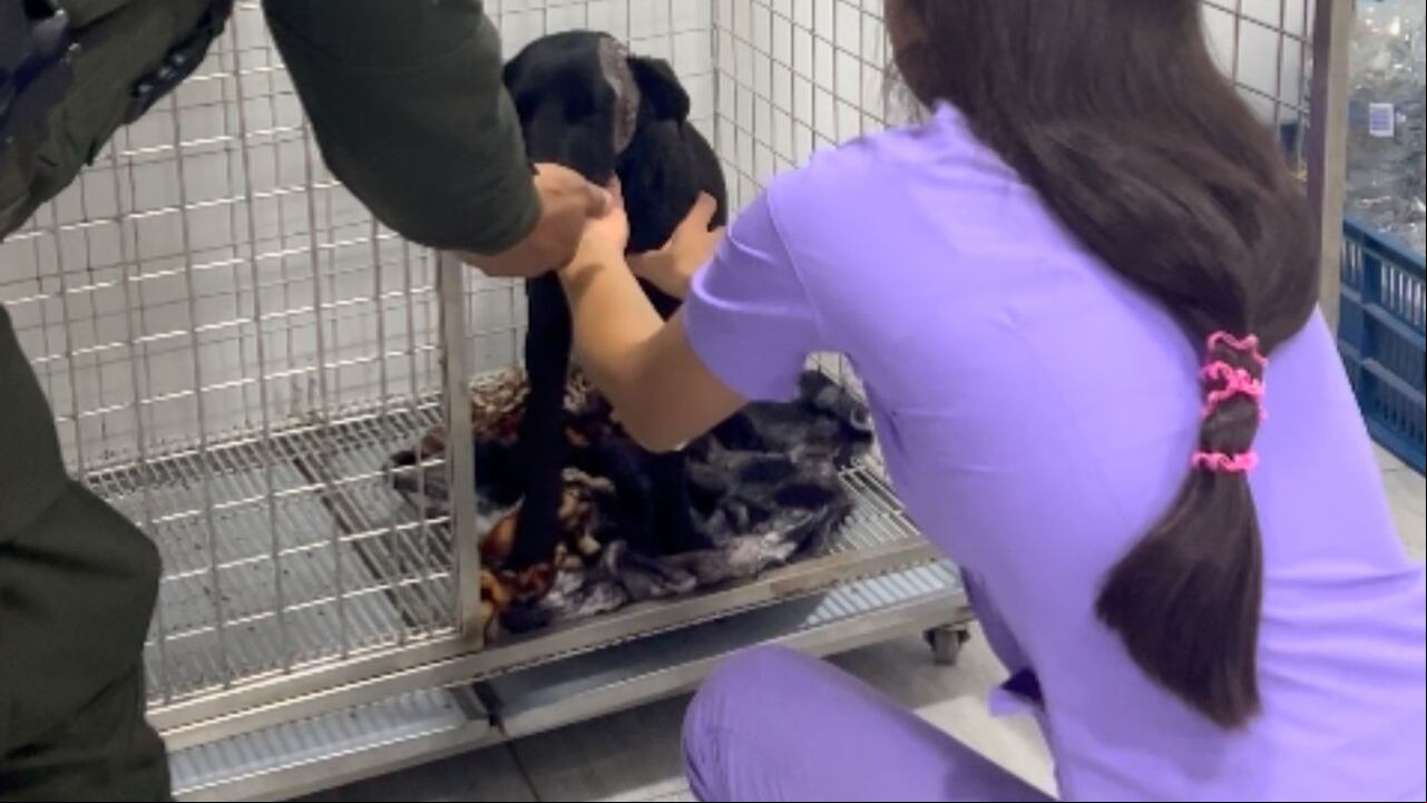 Ahora las autoridades adelantan las investigaciones para capturar al responsable de lesionar a Luna, poniendo en riesgo su vida.
