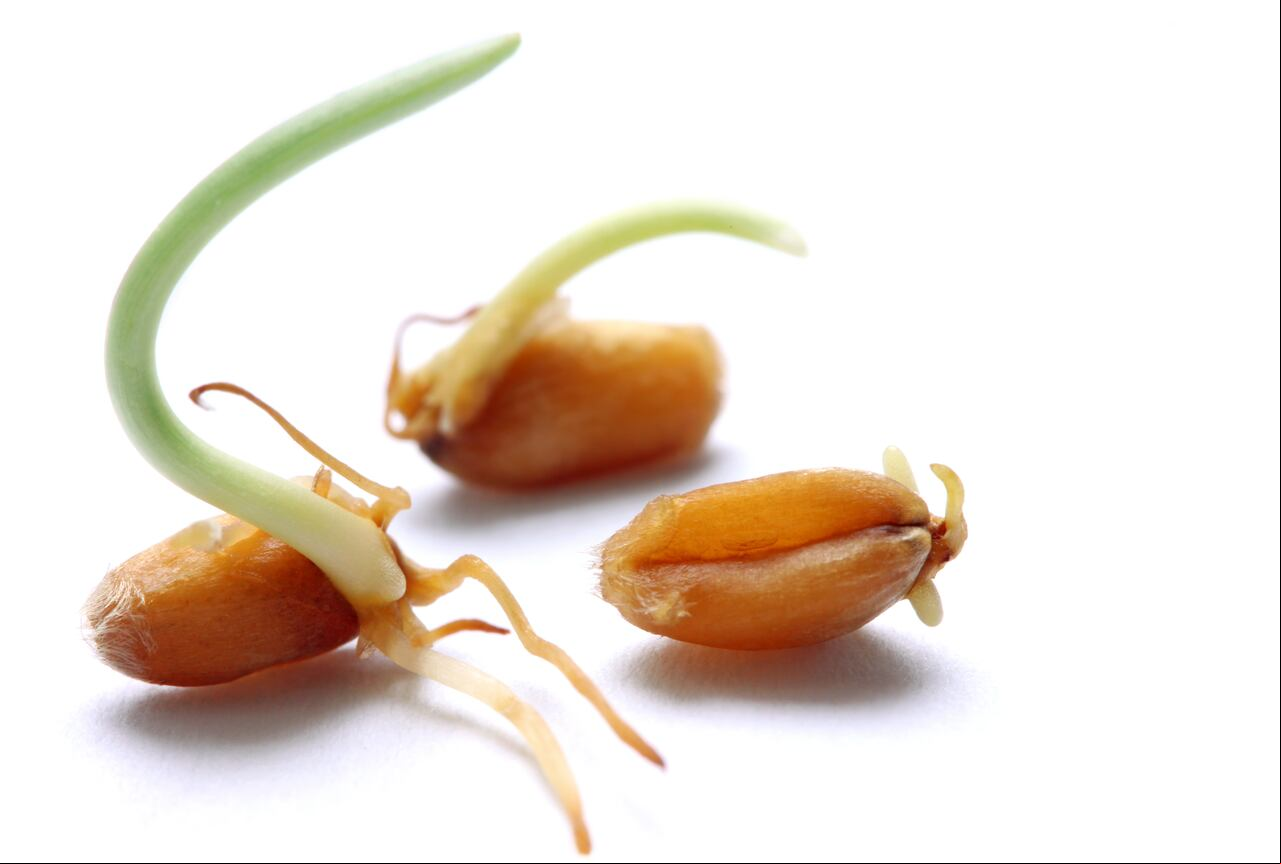 Prepare macetas pequeñas con tierra de buena calidad y bien drenada.