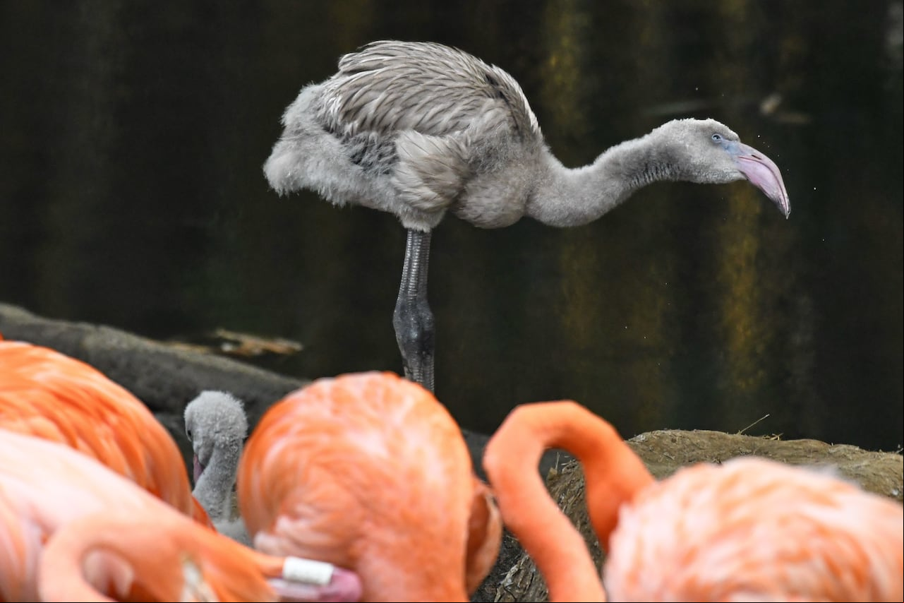 CAli: " Baby Boom en el Zoológico de Cali. Los nacimientos de nuevas crías de diferentes especias son el centro de atención para los visitantes en estos días en el zoológico de Cali. Foto José L Guzmán. El País