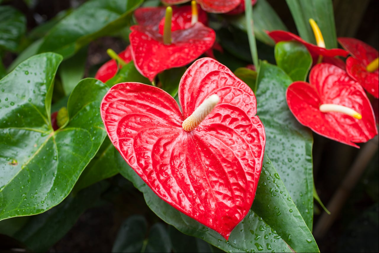 Anturio (género Anthurium)