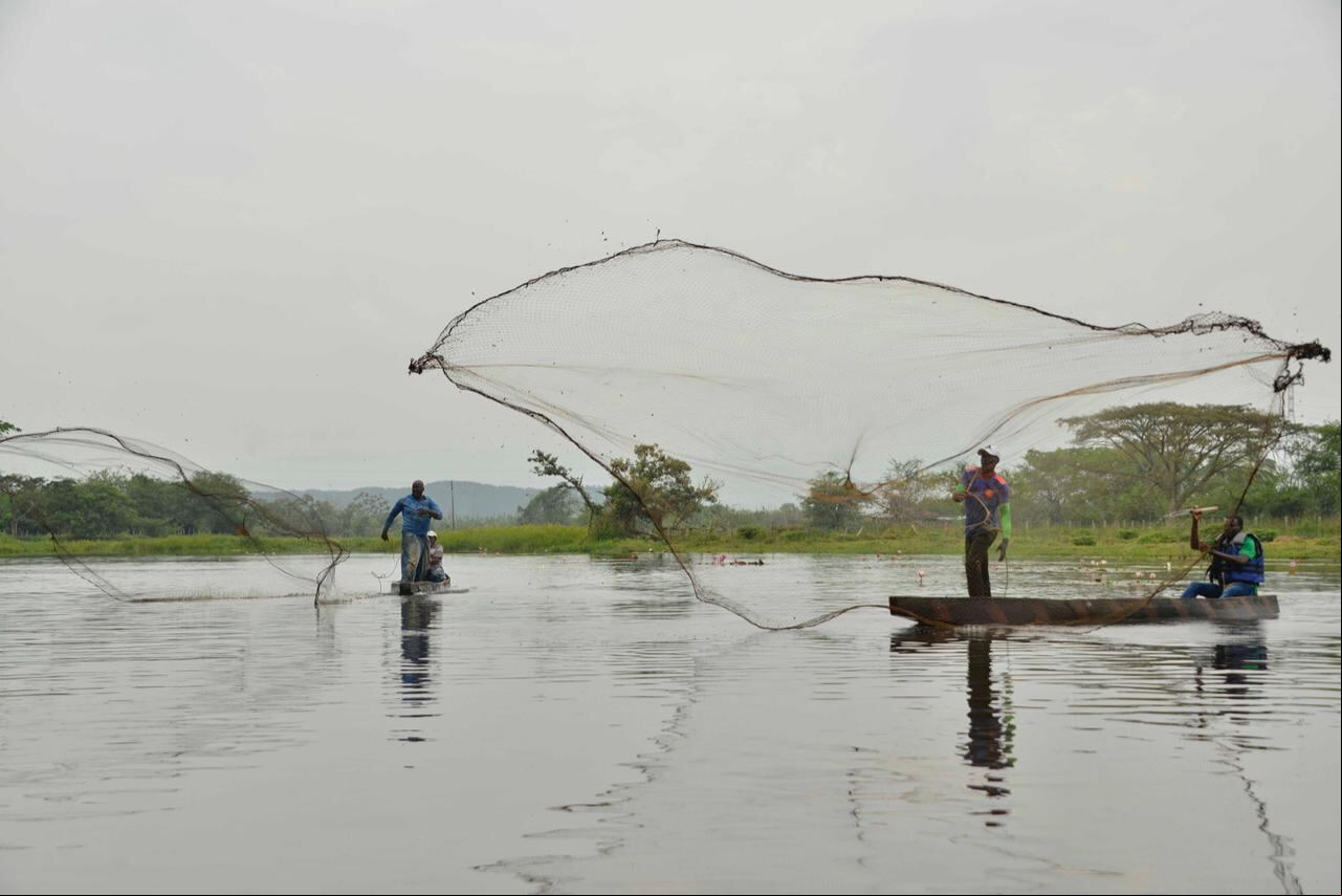 La siembra de peces favorece la actividad de la pesca, que da sustento a muchas comunidades del Valle y el Pacífico.