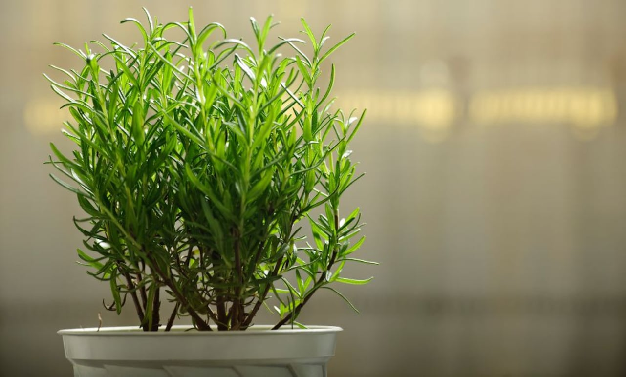 Planta de romero